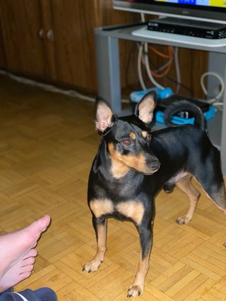 Spike: Galán de 4 patas busca novia