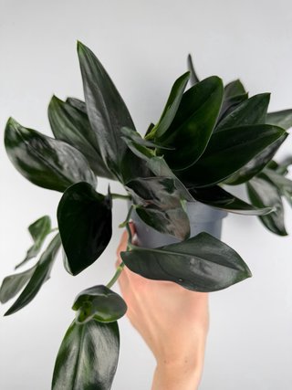 Scindapsus Treubii 'Dark Form'