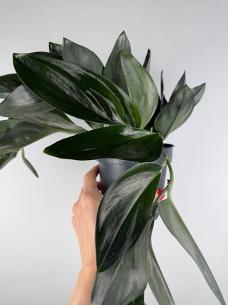 Scindapsus Treubii 'Dark Form'