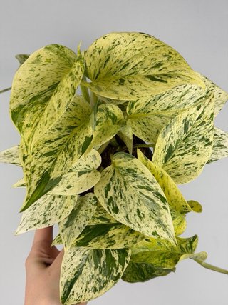 Epipremnum pinnatum 'Snow Leopard'