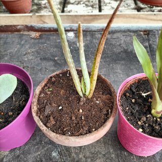 Set 3 Piante: Bromelia, Kalanchoe, Aloe