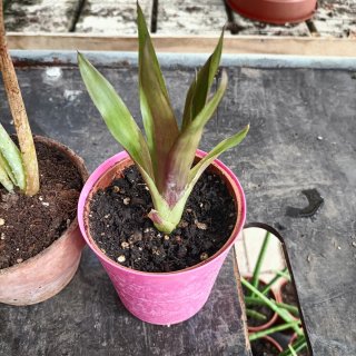 Set 3 Piante: Bromelia, Kalanchoe, Aloe