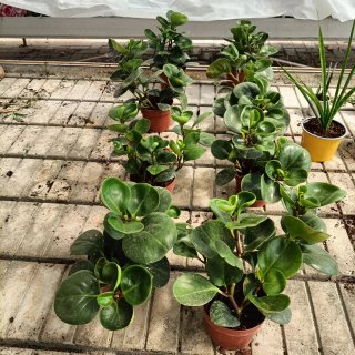 Peperomia Obtusifolia Green Gold