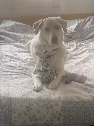 Paseadora de perros