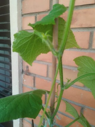 Planta joven en maceta , pepino