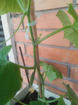 Planta joven en maceta , pepino