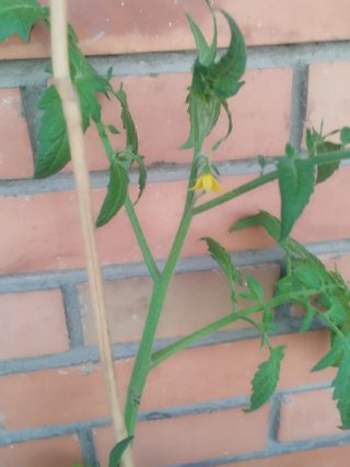 Planta de tomate en maceta, tomate