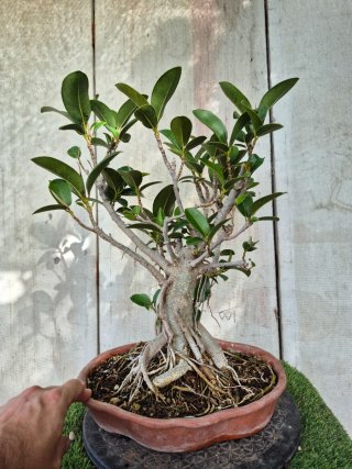 Ficus Australis Terrina Baja Bonsai