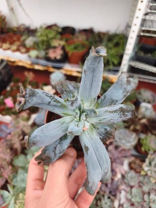 Echeveria culibra 8.5cm