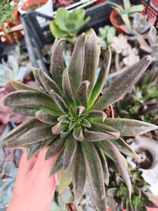 Echeveria serrana 8.5cm