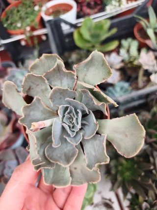 Echeveria shaviana 8.5cm