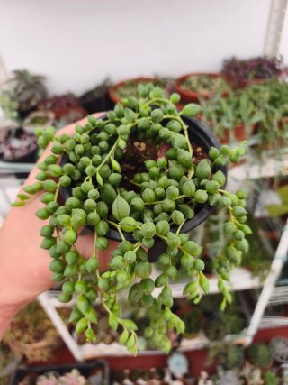 Senecio rowleyanus 10.5cm