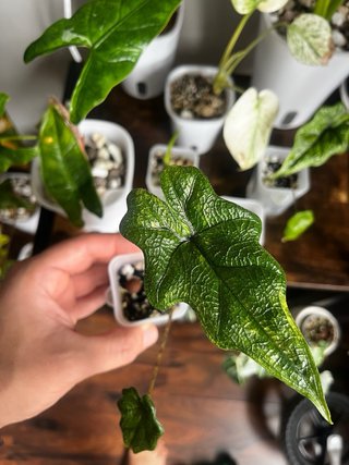 Alocasia Jacklyn low Variegata