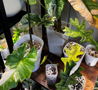 Alocasia Jacklyn low Variegata
