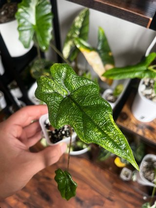 Alocasia Jacklyn low Variegata