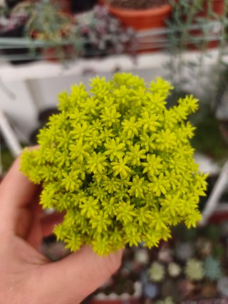 Sedum tokio 8.5cm