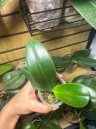 Sedirea japonica grande