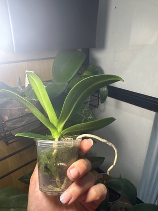 Sedirea japonica grande