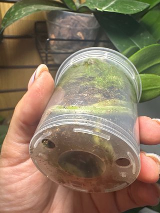 Sedirea japonica grande