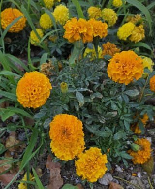 20 Semillas Tagetes Pompón Naranja