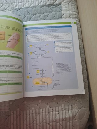 Biologia, 2 Batxillerat, Projecte Construint mons