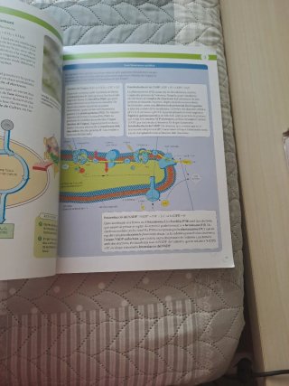 Biologia, 2 Batxillerat, Projecte Construint mons
