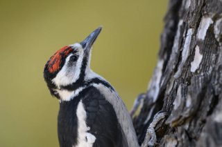 Nikon 200-500mm f5.6 VR NIKKOR