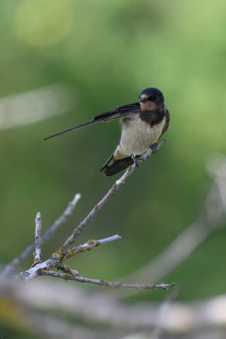 Nikon 200-500mm f5.6 VR NIKKOR