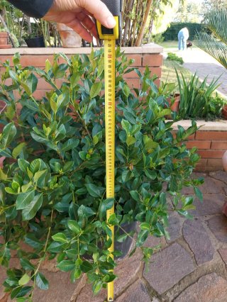 Gardenia Jasminoides Radicans 9L