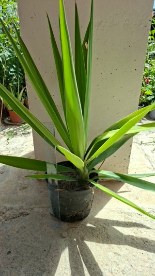 Planta Yuca Mediana
