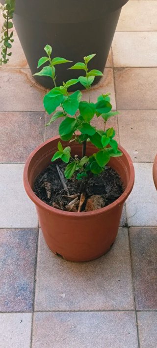 #OFERTA# 2×1 ARBOLES DE MEMBRILLO .