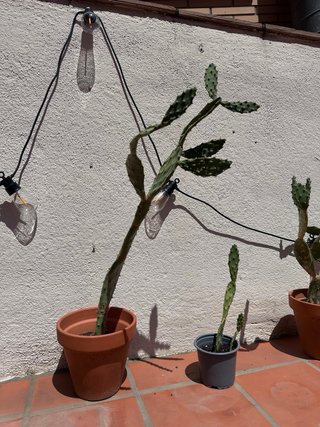 Cactus Opuntia en maceta.