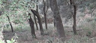 Terreno en venta en La Floresta - Les Planes en Sant Cugat del Vallès