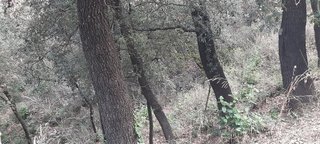 Terreno en venta en La Floresta - Les Planes en Sant Cugat del Vallès