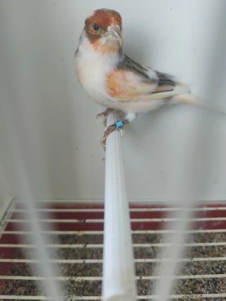 Jaula para pájaros
