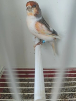 Jaula para pájaros