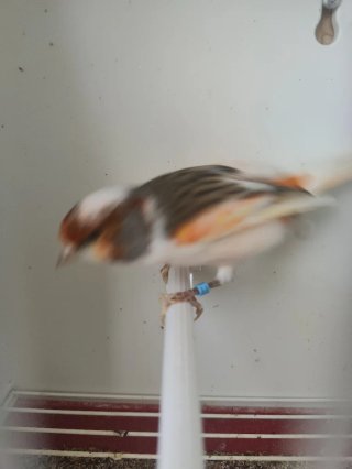 Jaula para pájaros