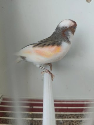 Jaula para pájaros