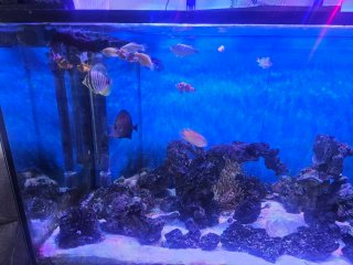 Acuario Marino con Sump