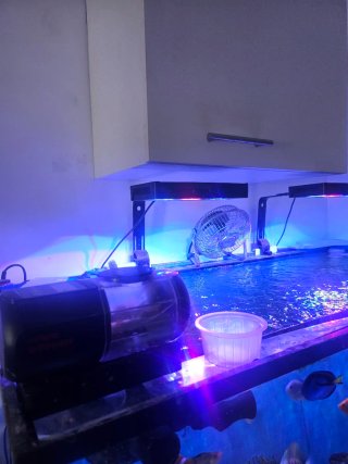 Acuario Marino con Sump