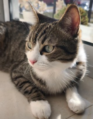Cuidado de gatos a domicilio