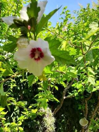 Planta de hibisco en maceta