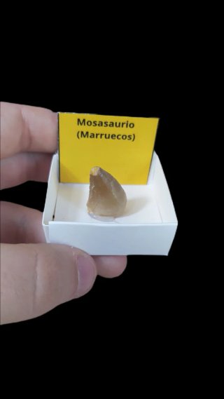 Diente de Mosasaurio (Marruecos)