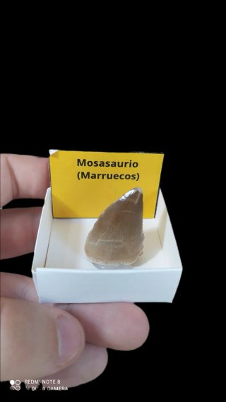 Diente Fósil Mosasaurio Marruecos