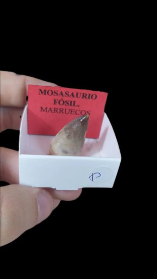 Diente Fósil Mosasaurio Marruecos
