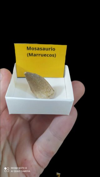 Fósil Diente Mosasaurio Marruecos