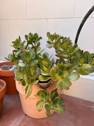 Planta Jade