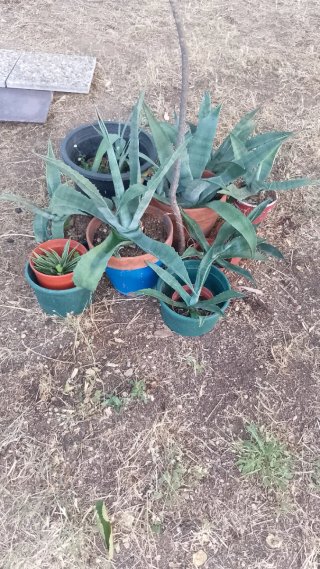 Agaves Azules y Americanos Grandes