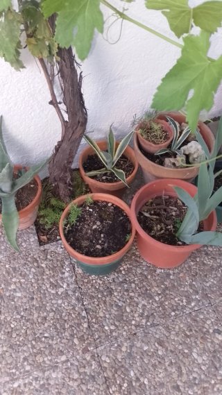 Agaves Azules y Americanos Grandes
