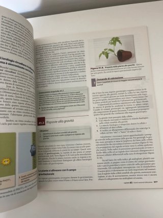 Struttura e funzione nelle piante
